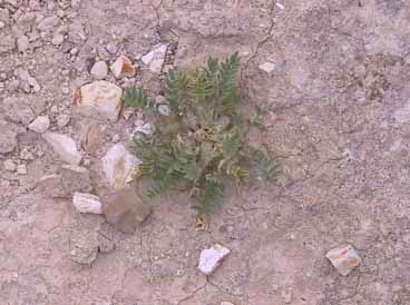 Astragalus tribuloides Delile
