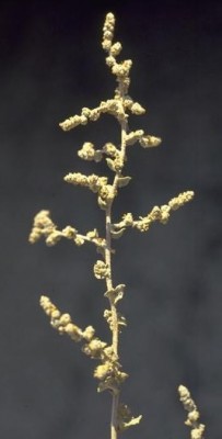 מלוח מלבין Atriplex leucoclada Boiss.