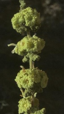 גלונית מצויה Ballota undulata (Sieber ex Fresen.) Benth.