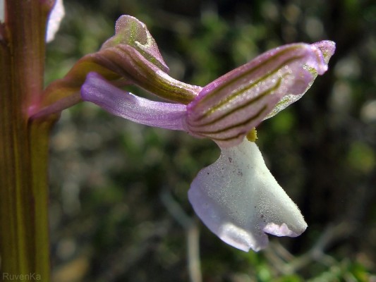 סחלב סורי Orchis syriaca Boiss. ex Baumann & Kuenkele