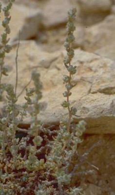 בסיה ערבית Bassia arabica (Boiss.) Maire & Weiller