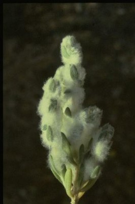 בסיה צמירה Bassia eriophora (Schrad.) Asch.