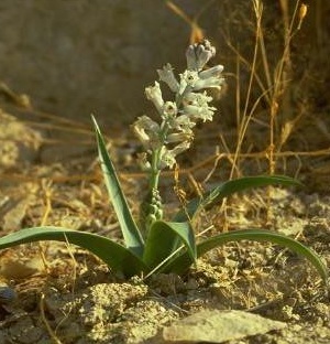זמזומית המדבר Bellevalia desertorum Eig & Feinbrun