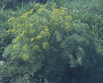 שומרר בואסיה Bilacunaria boissieri (Reut. & Huasskn.) Pimenov & Tichomirov