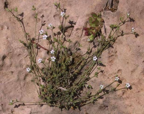 ארנריית הסלעים Arenaria deflexa Decne.
