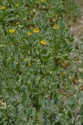 בוריכיה שיחנית Borrichia frutescens (L.) DC.
