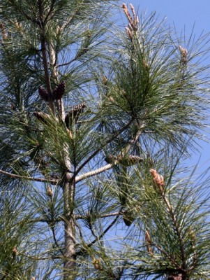 אורן קפריסאי Pinus brutia Ten.