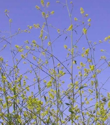 Brassica nigra (L.) W.D.J.Koch