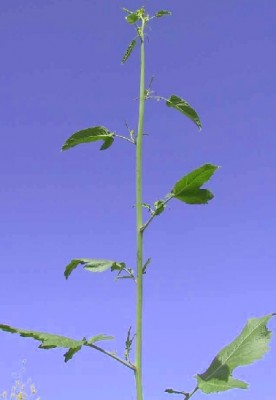 Brassica nigra (L.) W.D.J.Koch