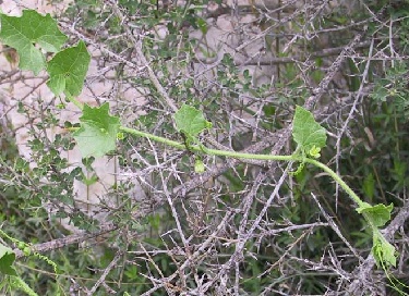 דלעת-נחש סורית Bryonia syriaca Boiss.