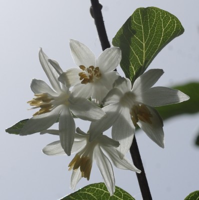 לבנה רפואי Styrax officinalis L.