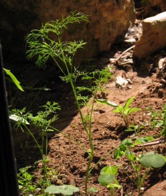 כרפסית עדינה Ciclospermum leptophyllum (Pers.) Sprague