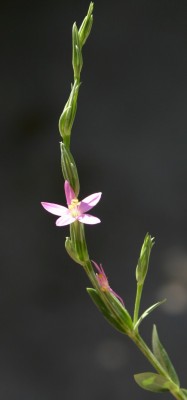 ערבז משובל Centaurium spicatum (L.) Fritsch