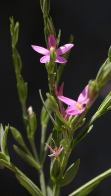 ערבז משובל Centaurium spicatum (L.) Fritsch