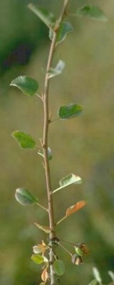 דובדבן קטן-פרי Cerasus microcarpa (C.A.Mey.) Boiss.