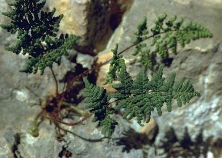 שרכרך ריחני Cheilanthes acrostica (Balb.) Tod.