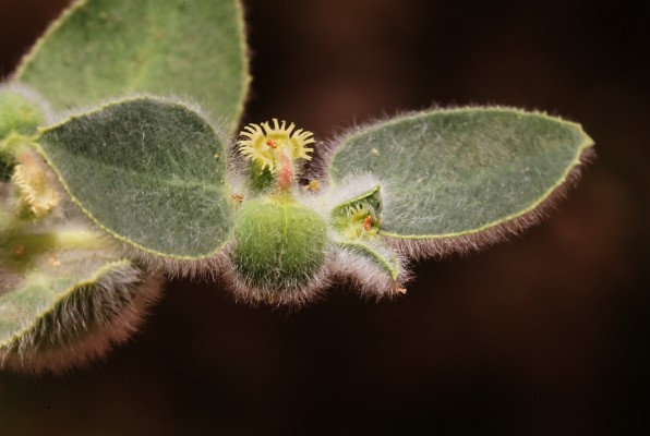 חלבלוב צמיר Euphorbia petiolata Banks & Sol.