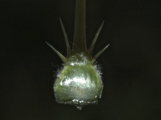 דרדר אביבי Centaurea solstitialis L.