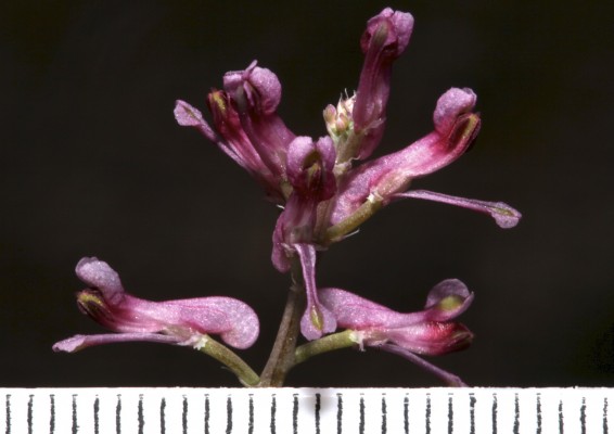 עשנן רפואי Fumaria officinalis L.