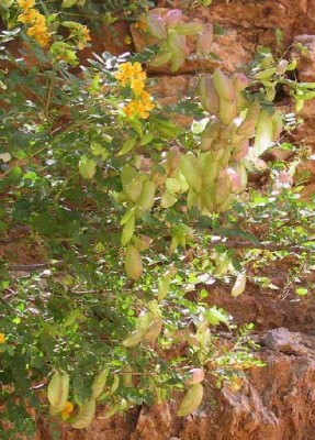 קרקש קיליקי Colutea cilicica Boiss. & Balansa