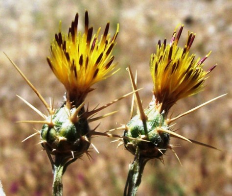 דרדר אביבי Centaurea solstitialis L.