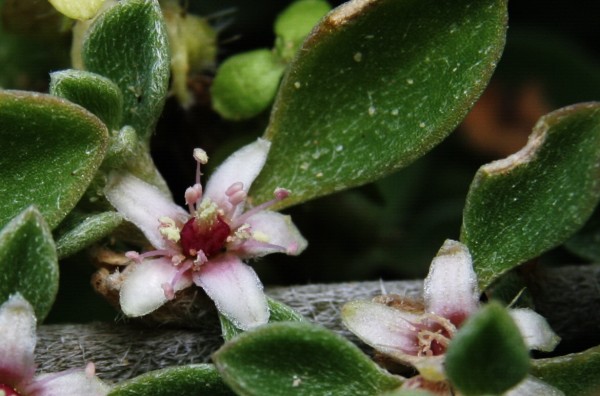 גלניה שעירה Galenia pubescens (Eckl. & Zeyh.) Druce