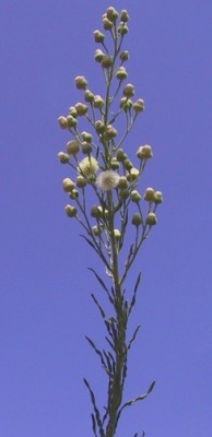 קייצת מסולסלת Erigeron bonariensis L.