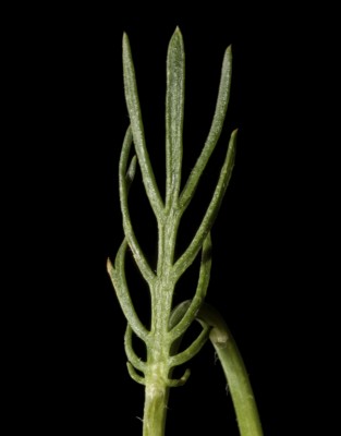 קחוינה חרמונית Anacyclus nigellifolius Boiss.
