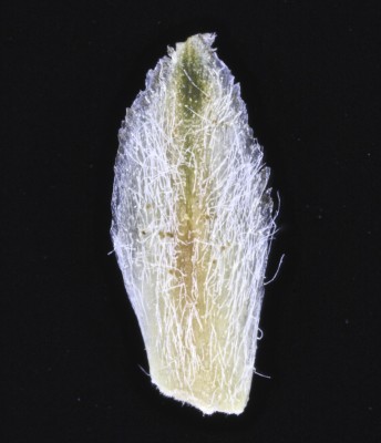 קחוינה חרמונית Anacyclus nigellifolius Boiss.