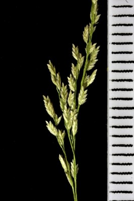 בן-חילף מופסק Eragrostis japonica (Thunb.) Trin.