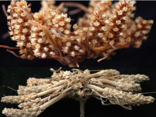Lower half - ripe dry plant; upper half - 5 minutes after wetting