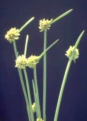גומא חלקלק Cyperus laevigatus L.