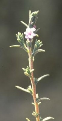 Echiochilon fruticosum Desf.