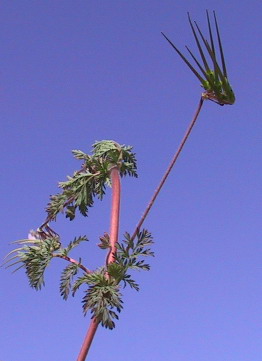 מקור-חסידה גזור Erodium cicutarium (L.) L'Her.