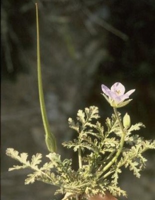 מקור-חסידה ארוך Erodium ciconium (L.) L'Her.