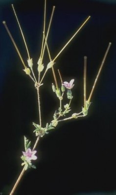 מקור-חסידה מפוצל Erodium laciniatum (Cav.) Willd.
