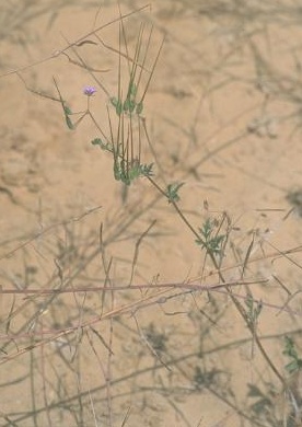 מקור-חסידה מפוצל Erodium laciniatum (Cav.) Willd.