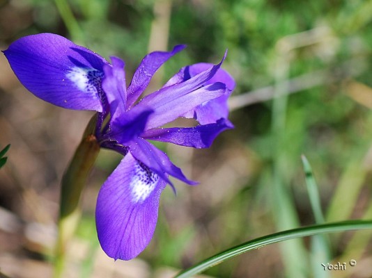 Moraea sisyrinchium (L.) Ker-Gawler