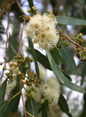 איקליפטוס המקור Eucalyptus camaldulensis Dehn.