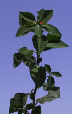 חלבלוב הסנפירים Euphorbia cyathophora Murr.
