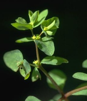 חלבלוב מצוי Euphorbia peplus L.