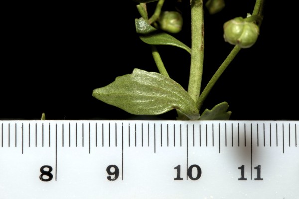 לוענית פינר Scrophularia pinardii Boiss.