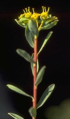 חלבלוב רמון Euphorbia ramanensis B.R.Baum