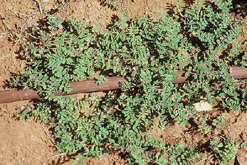 חלבלוב מאדים Euphorbia supina Rafin.