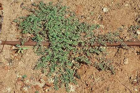 חלבלוב מאדים Euphorbia supina Rafin.