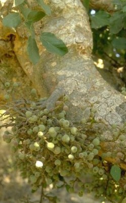 Ficus sycomorus L.