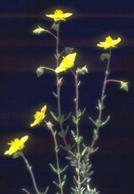 לוטמית דביקה Fumana thymifolia (L.) Webb