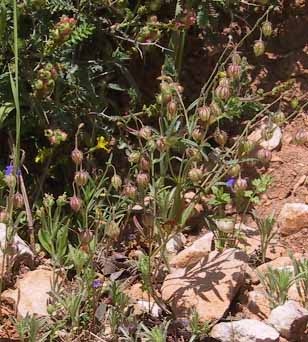 שמשון מצרי Helianthemum aegyptiacum (L.) Mill.