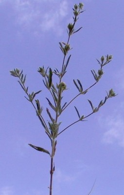 שמשון שעיר Helianthemum lasiocarpum Desf. ex Jacques & Herincq