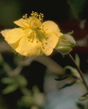 שמשון הנגב Helianthemum ventosum Boiss.